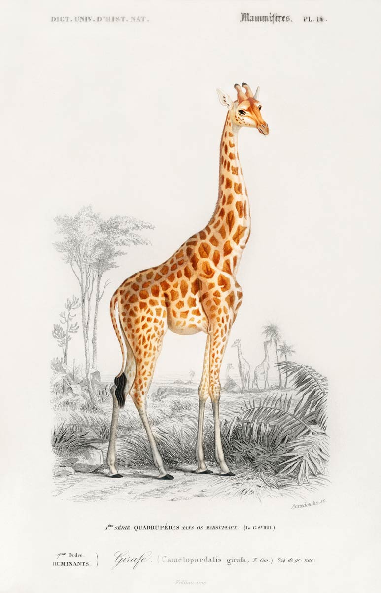 【無料壁紙】チャールズ・デサリーヌ・ドルビニ「キリン」 / Charles Dessalines d’Orbigny’s_Giraffe