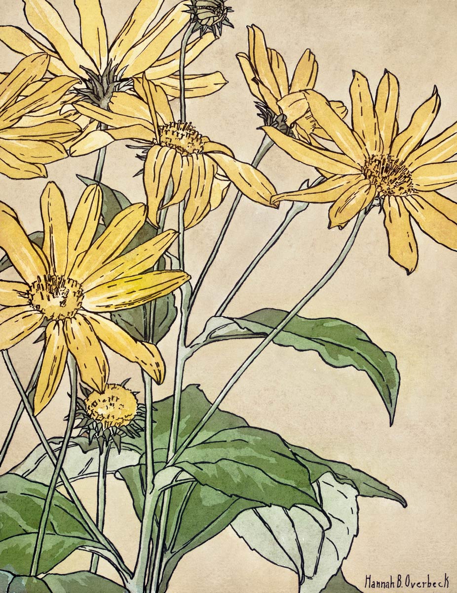 【無料壁紙】ハンナ・ボーガン・オヴァーベック「ひまわり (1915)」 / Hannah Borger Overbeck_Sunflowers (1915)