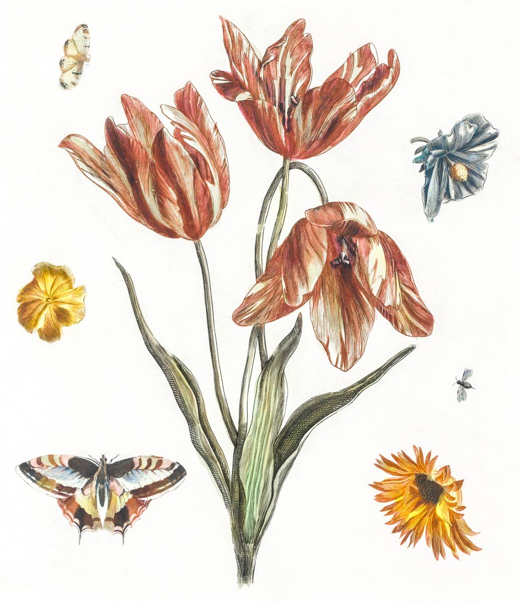 【無料壁紙】ヨハン・テイラー「花と蝶と蝿」 / Johan Teyler_Flowers, butterflies and a fly