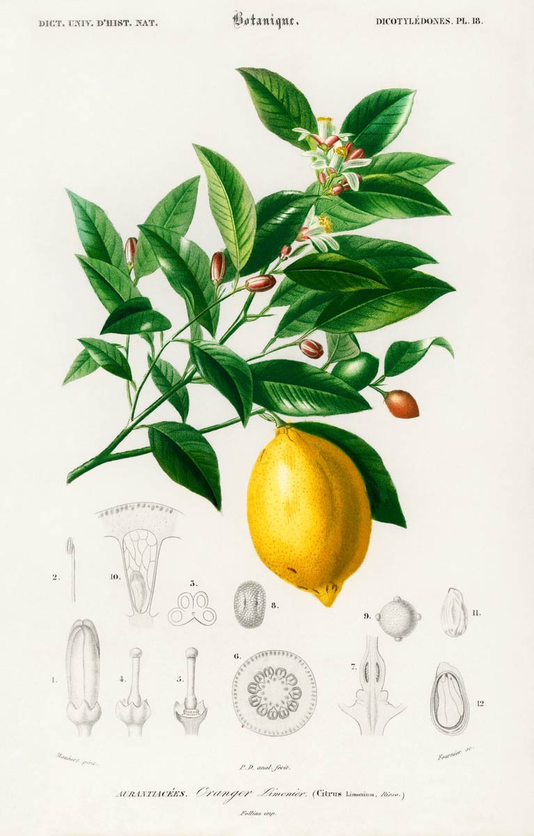【無料壁紙】チャールズ・デサリーヌ・ドルビニ「レモン」 / Charles Dessalines d’Orbigny_Lemon (Citrus Limonium)