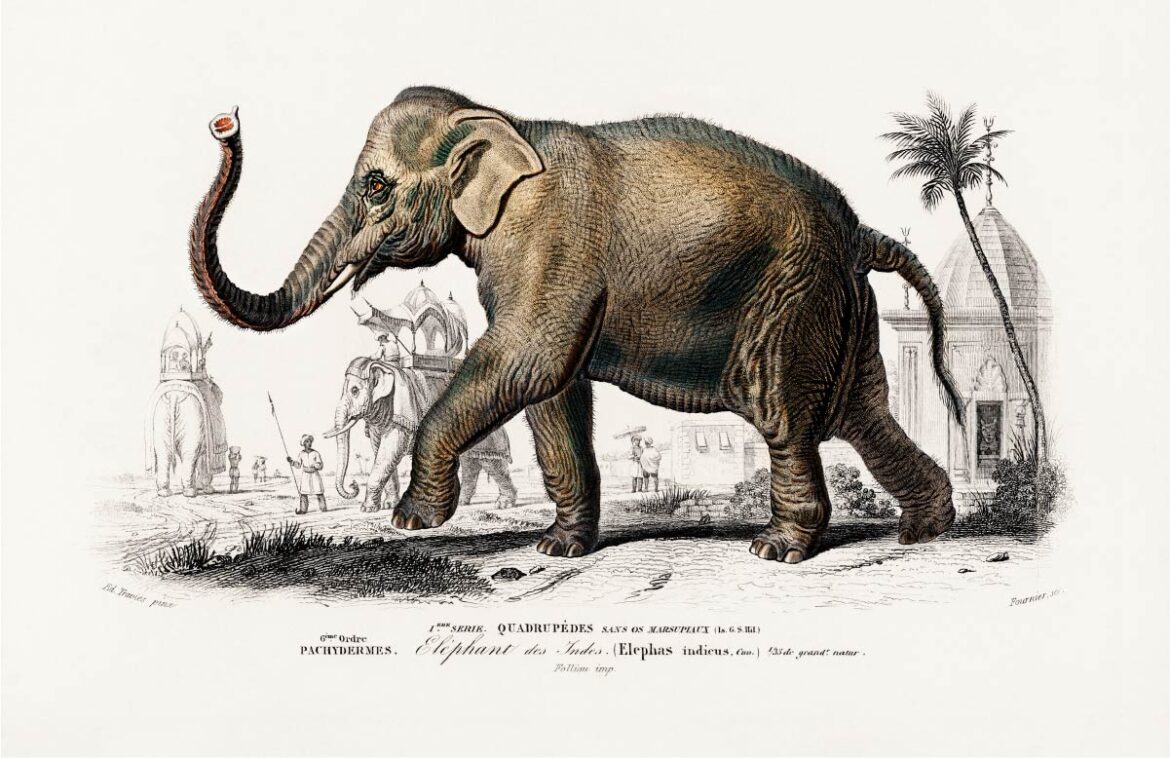 【無料壁紙】チャールズ・デサリーヌ・ドルビニ_アジアゾウ / Charles Dessalines d’Orbigny_Asiatic elephant (Elephas maximus)