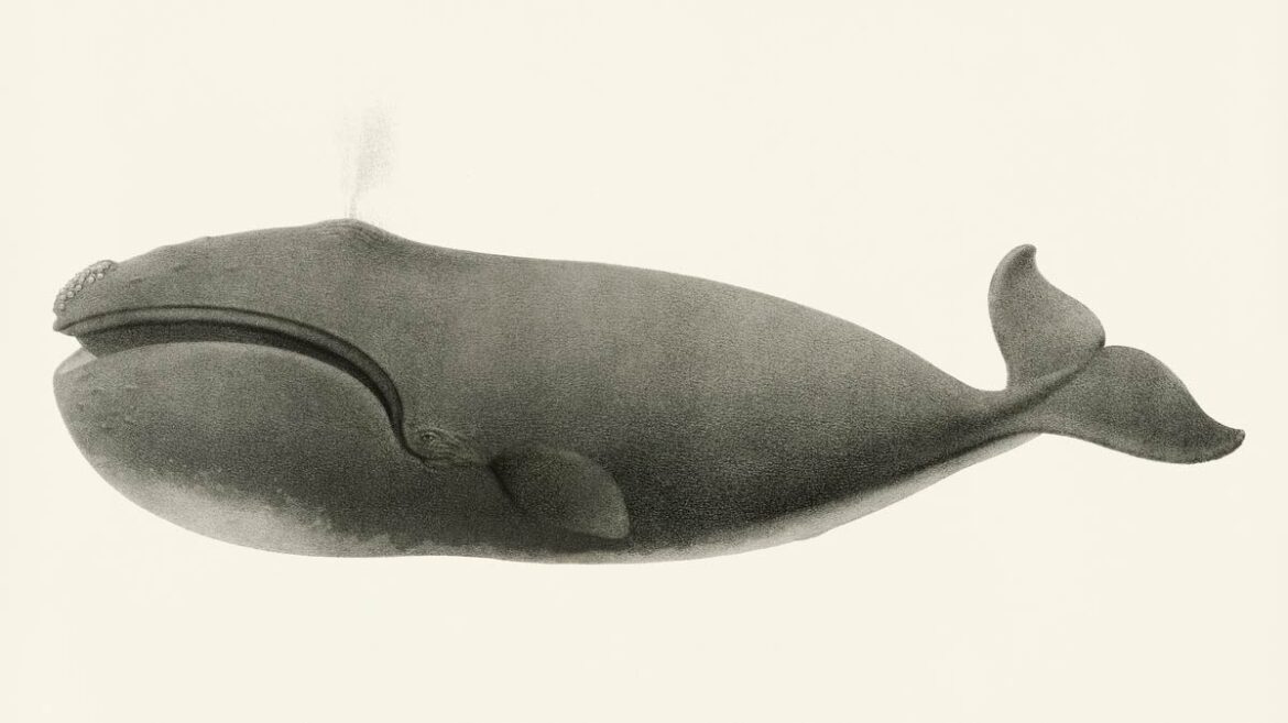 【無料壁紙】チャールズ・メルビル・スカモン「セミクジラ (1872)」 / Charles Melville Scammon_North Pacific right whale (Balaena sieboldii)