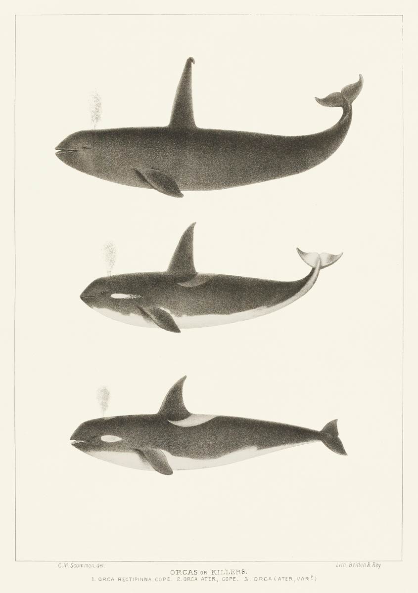 【無料壁紙】チャールズ・メルビル・スカモン「シャチ (1872)」 / Charles Melville Scammon_Orca or Killer whale (Orca rectipinna, Orca Ater)