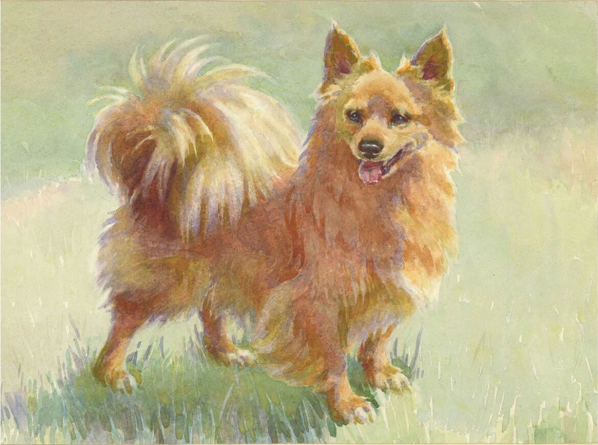 【無料壁紙】フランシス・C・フェアマン_マルコ (茶色のポメラニアン-ヴィクトリア女王の愛犬) / Frances C. Fairman_Marco-a brown Pomeranian terrier (1897)