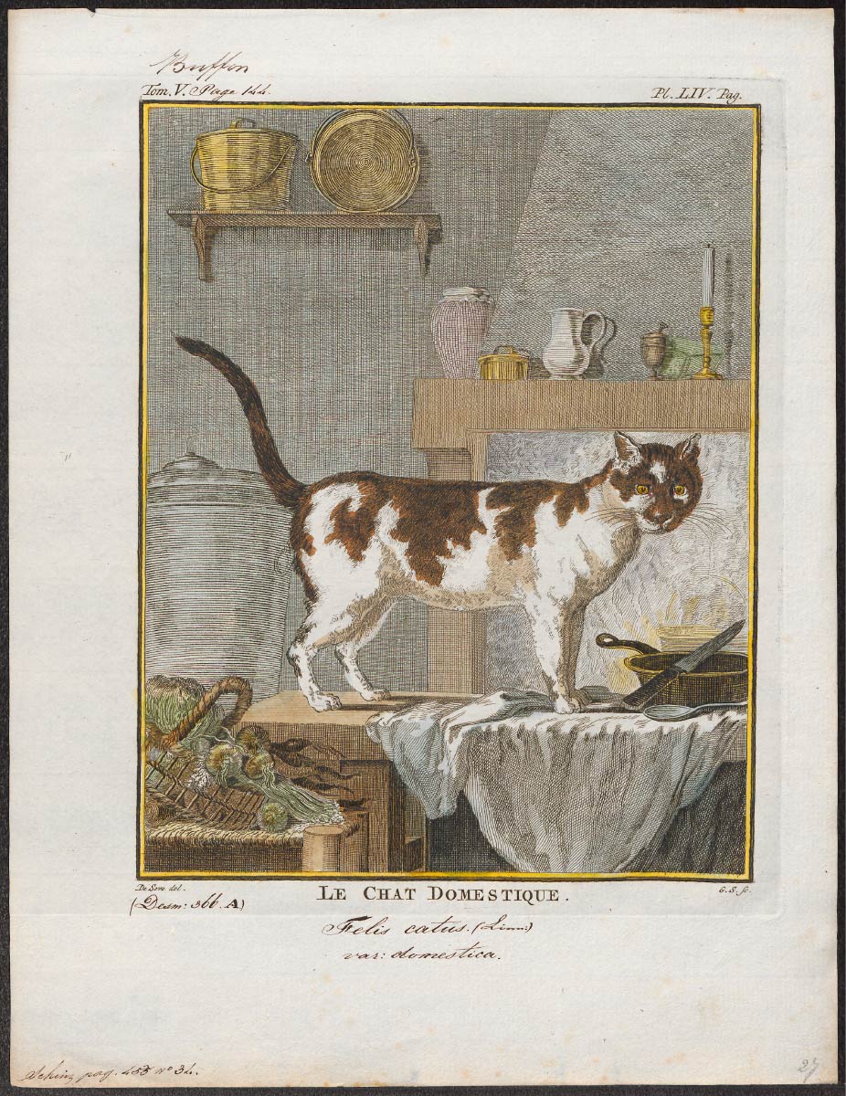 【無料壁紙】ジャックス・デ・セベ「飼い猫 (fl.1742–1788)」 / Jacques de Sève_Le Chat Domestique