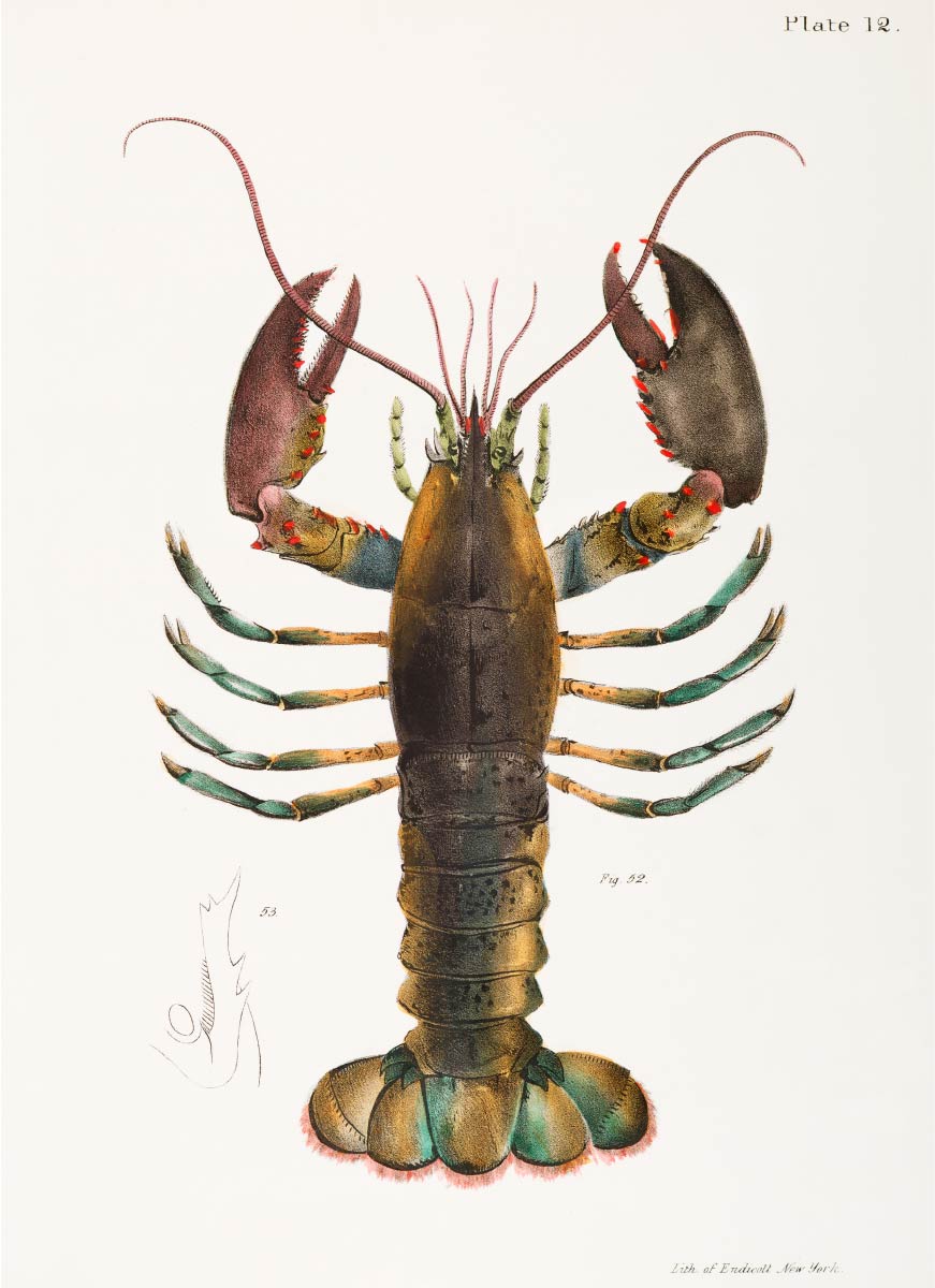 【無料壁紙】ジェームス・エルスワース・デ・ケイ_アメリカンロブスター / James Ellsworth De Kay_American lobster (Homarus americanus)