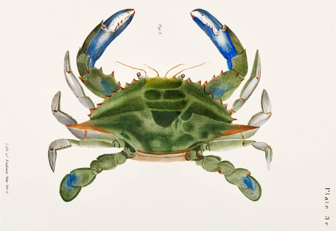 【無料壁紙】ジェームス・エルスワース・デ・ケイ_アオガニ(タイワンガザミ) / James Ellsworth De Kay_Blue crab (Lupa decanta)