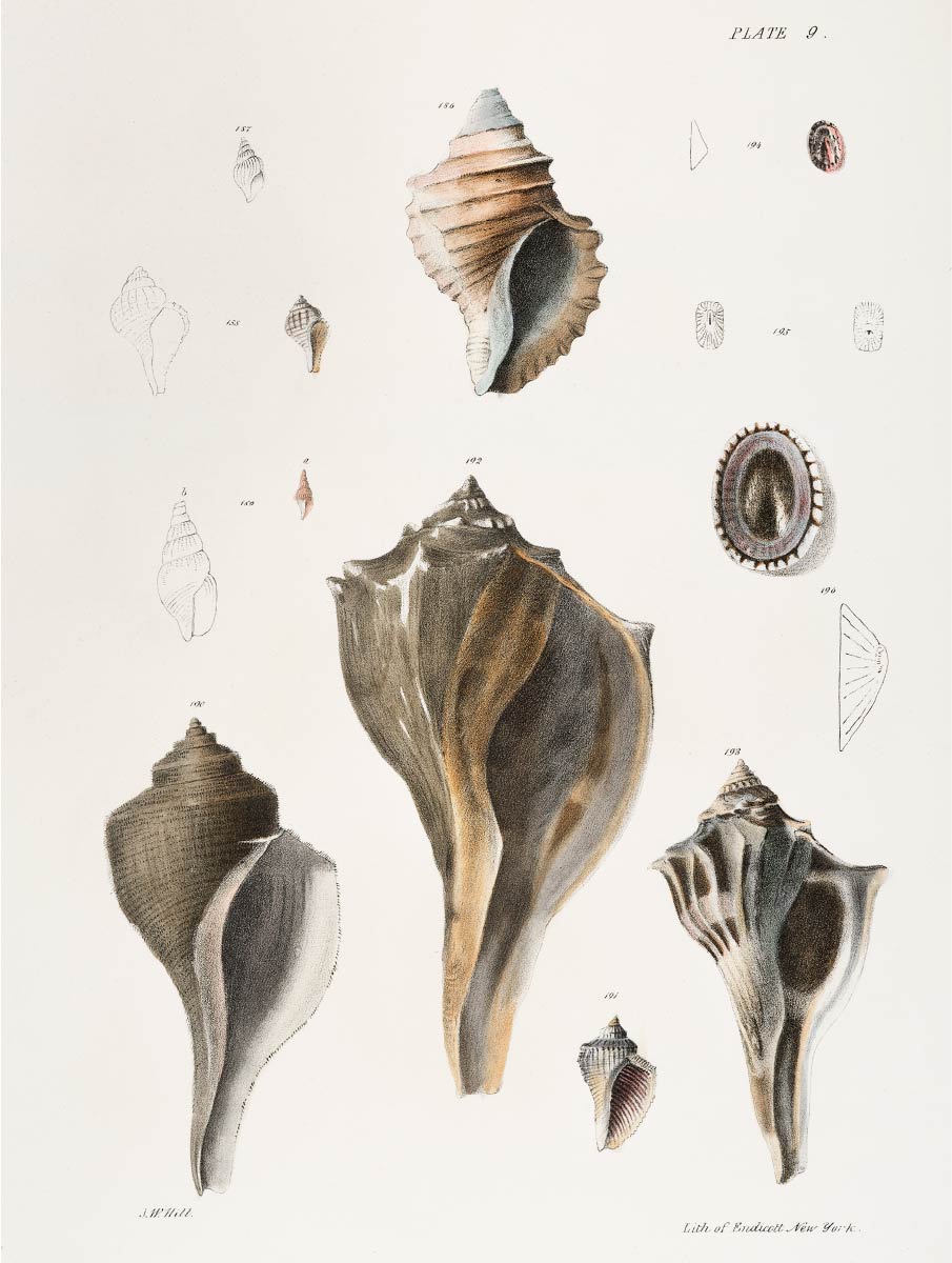 【無料壁紙】ジェームス・エルスワース・デ・ケイ_様々な種類の貝殻 / James Ellsworth De Kay_Different types of seashells