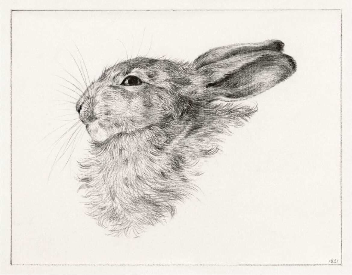 【無料壁紙】ジャン・ベルナール「ウサギの顔 (1821)」 / Jean Bernard_Head of a rabbit (1821)