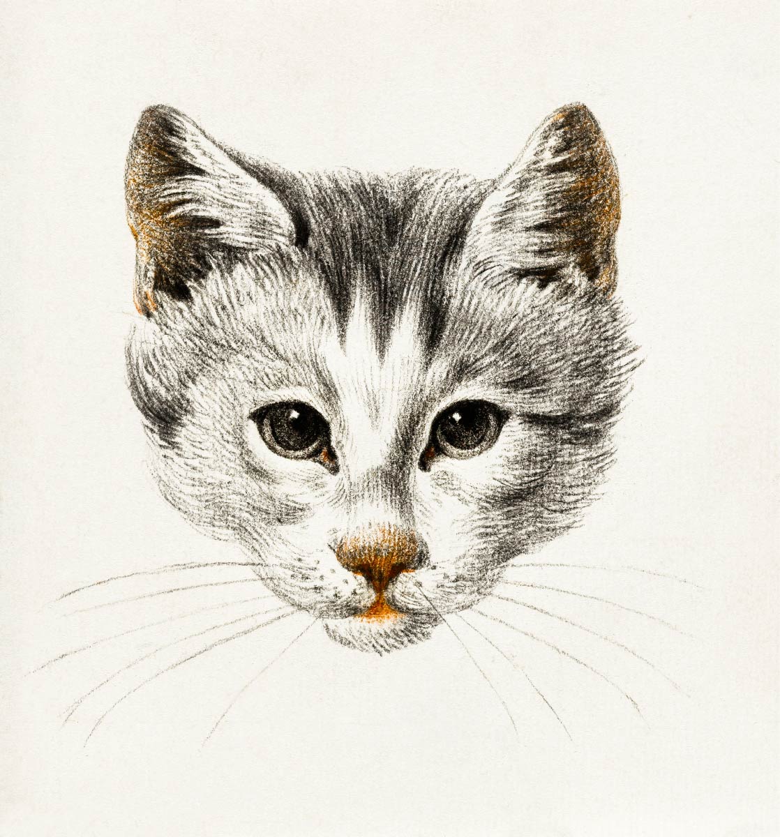 【無料壁紙】ジャン・ベルナール「猫のスケッチ-正面 (1812)」 / Jean Bernard_Sketch of a cat (1812)