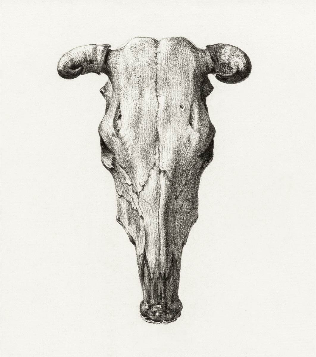 【無料壁紙】ジャン・ベルナール「牛の頭蓋骨-正面 (1816)」 / Jean Bernard_Skull of a cow (1816)