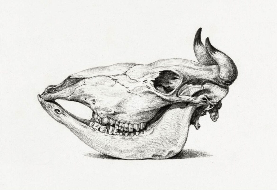【無料壁紙】ジャン・ベルナール「牛の頭蓋骨-横 (1816)」 / Jean Bernard_Skull of a cow-side (1816)