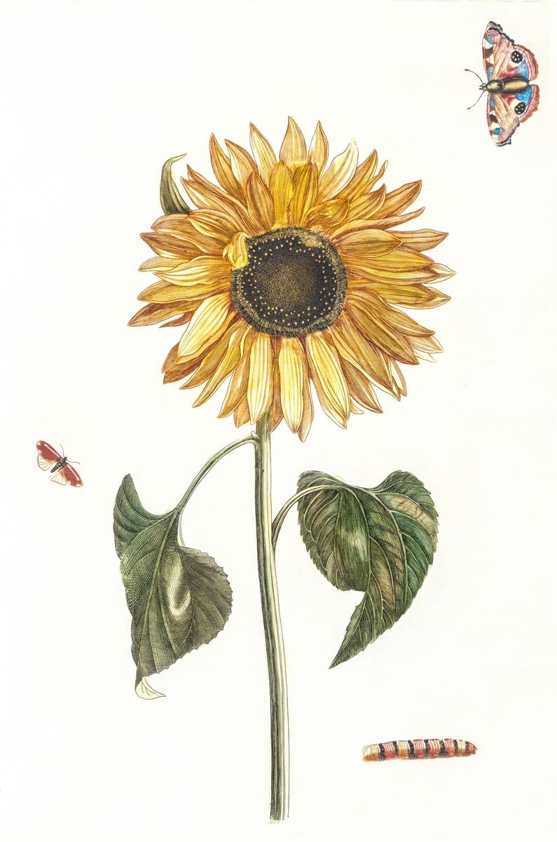 【無料壁紙】ヨハン・テイラー「ひまわりと毛虫と2匹の蝶々」 / Johan Teyler_A sunflower, a caterpillar and two butterflies