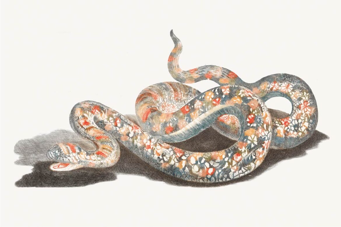 【無料壁紙】ヨハン・テイラー「ヘビ」 / Johan Teyler_A snake