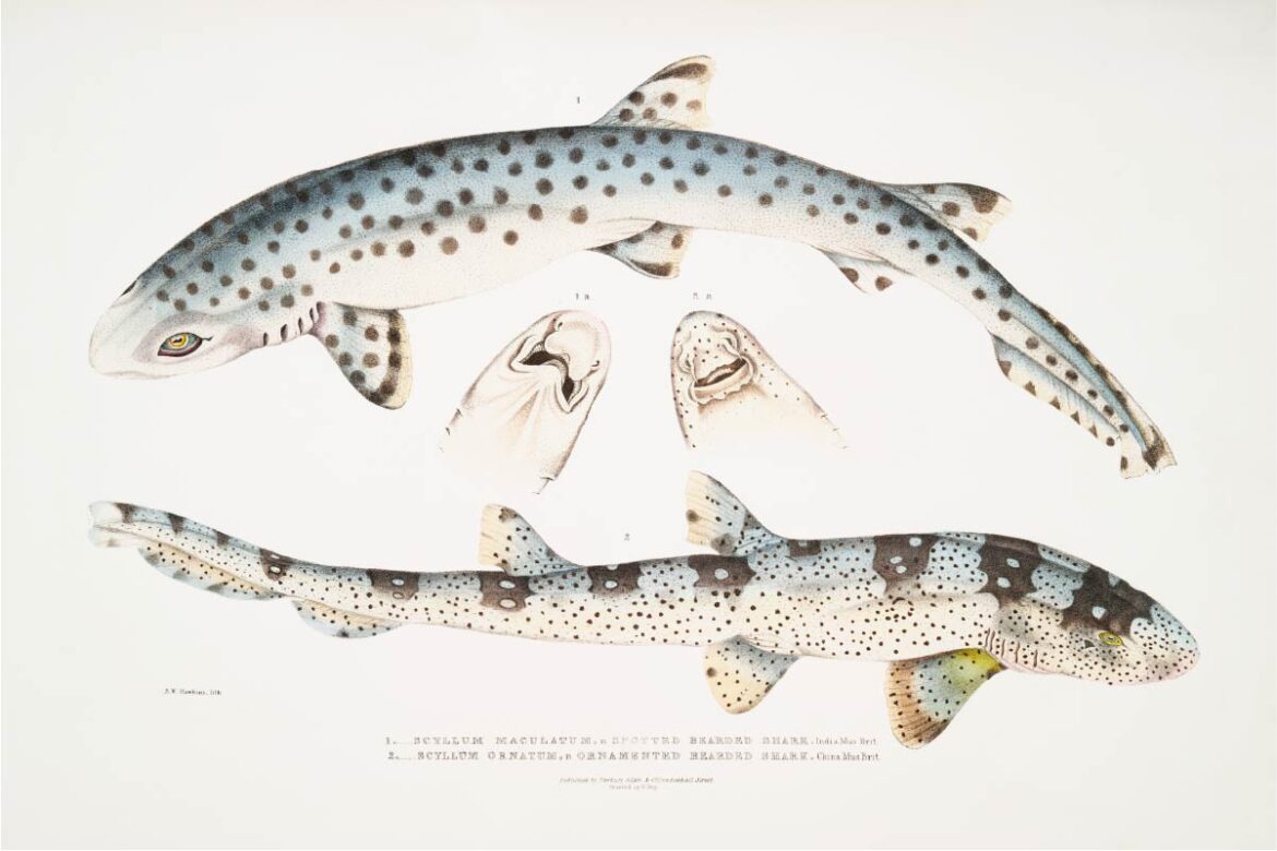【無料壁紙】ジョン・エドワード・グレイ「1.サンゴトラサメ;2.スキルリウムオレナタム-インド動物図鑑 (1830-1834)より」 / John Edward Gray_1. Spotted Bearded Shark (Scyllium maculatum); 2. Ornamented Bearded Shark (Scyllium ornatum)-from Indian zoology (1830-1834)