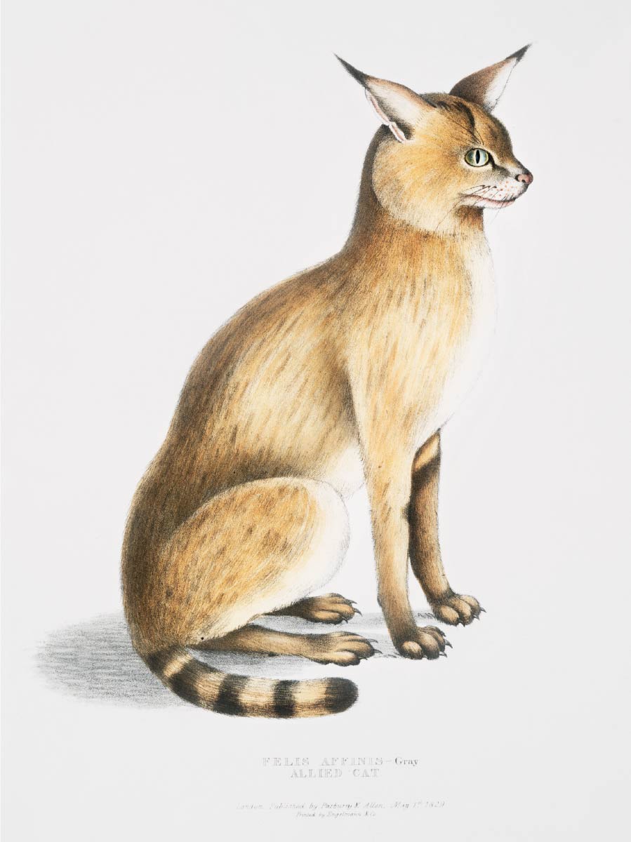【無料壁紙】ジョン・エドワード・グレイ「ジャングルキャット-インド動物図鑑 (1830-1834)より」 / John Edward Gray_Allied Cat (Felis affinis)-from Indian zoology (1830-1834)