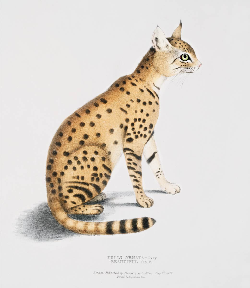 【無料壁紙】ジョン・エドワード・グレイ「ステップヤマネコ-インド動物図鑑 (1830-1834)より」 / Beautiful Cat (Felis ornata)-from Indian zoology (1830-1834)