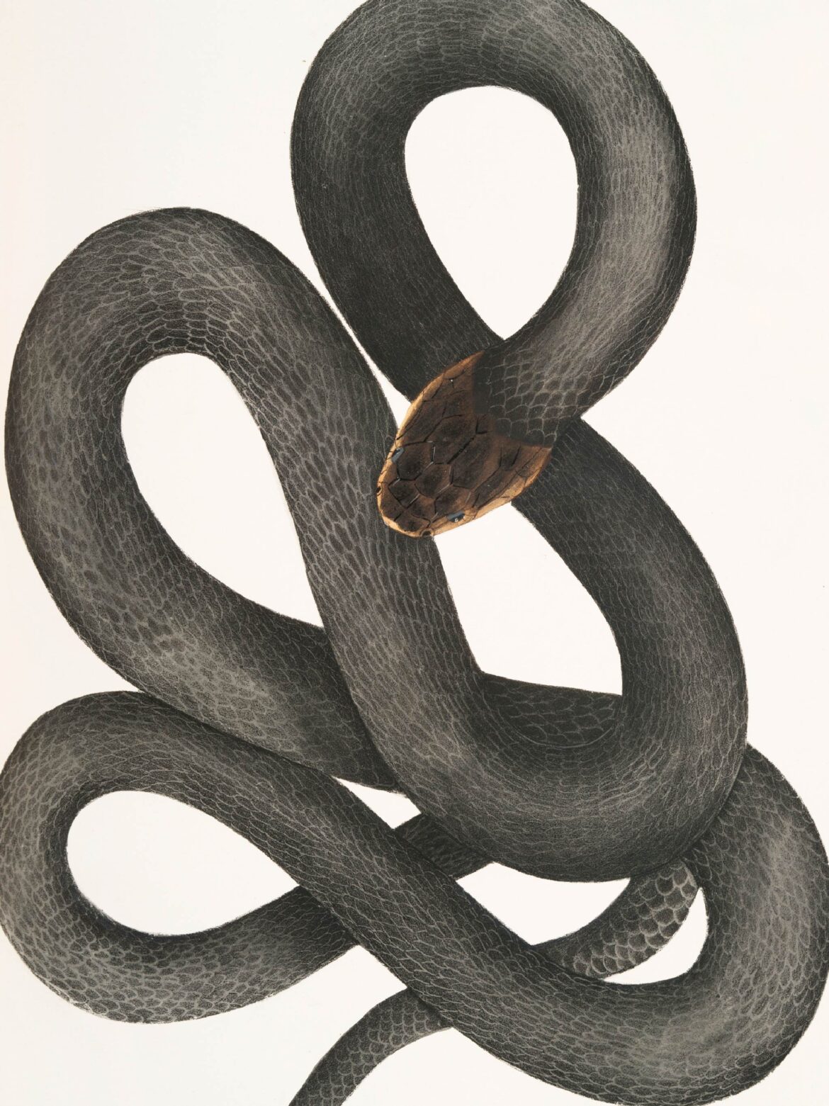 【無料壁紙】ジョン・エドワード・グレイ「ブラックコブラ-インド動物図鑑 (1830-1834)より」 / John Edward Gray_Black Cobra Capella (Naia tripudians)-from Indian zoology (1830-1834)