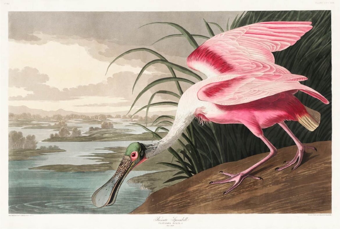 【無料壁紙】ジョン・ジェームズ・オーデュボン「ベニヘラサギ」 / John James Audubon_Roseate Spoonbill from Birds of America (1827)