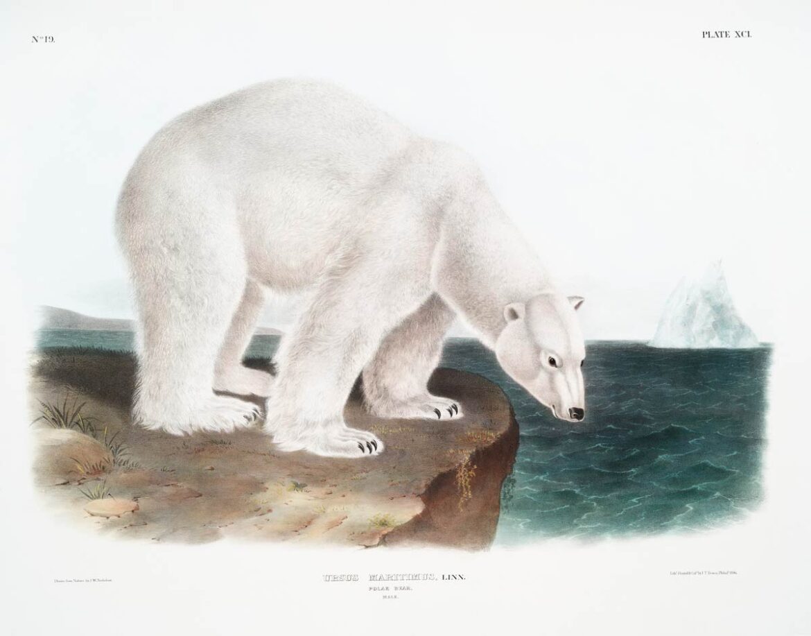 【無料壁紙】ジョン・ウッドハウス・オーデュボン「シロクマ」 / John Woodhouse Audubon_Polar Bear (Ursus maritimus) from the viviparous quadrupeds of North America (1845)