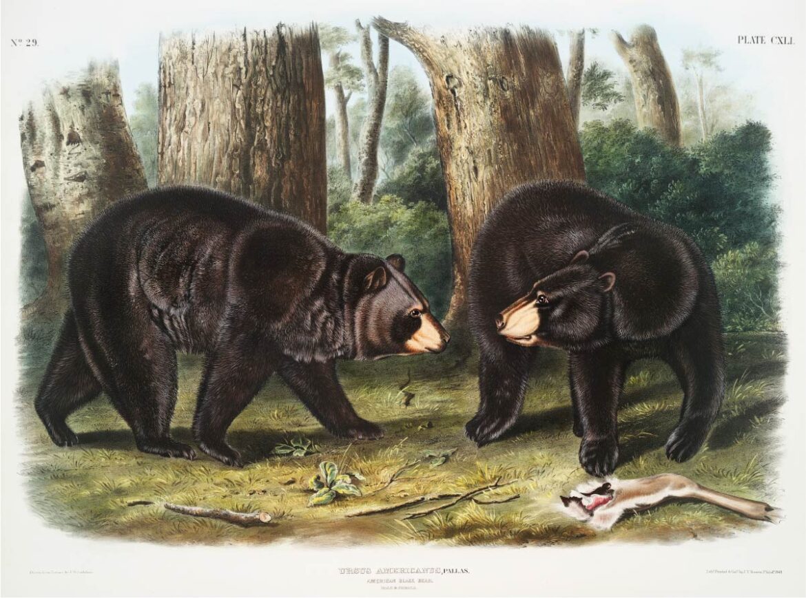 【無料壁紙】ジョン・ウッドハウス・オーデュボン「アメリカグマ」 / John Woodhouse Audubon_American Black Bear (Ursus Americanus) from the viviparous quadrupeds of North America (1845)
