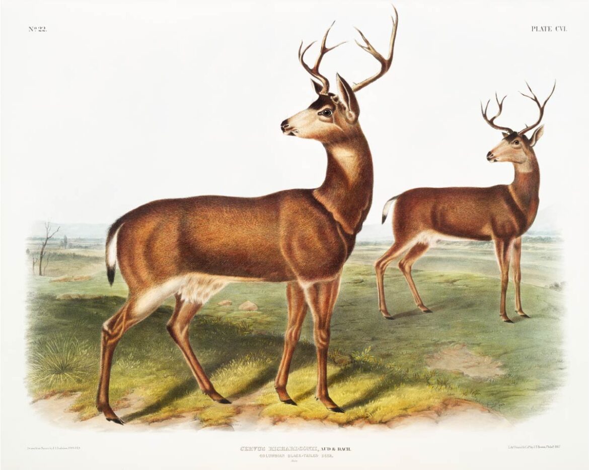 【無料壁紙】ジョン・ウッドハウス・オーデュボン「コロンビアのクロオジカ」 / John Woodhouse Audubon_Columbian Black-tailed Deer (Cervus Richardsonii) from the viviparous quadrupeds of North America (1845)