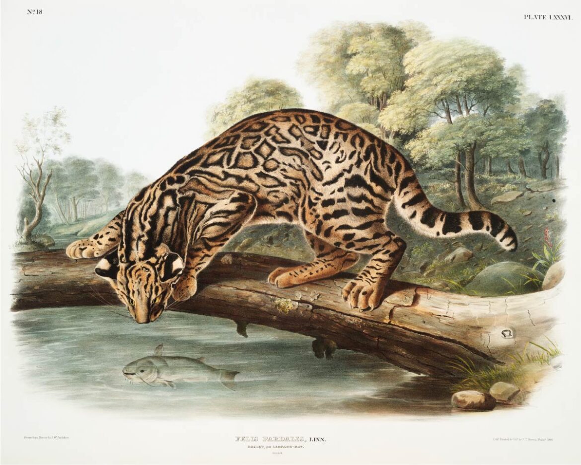 【無料壁紙】ジョン・ウッドハウス・オーデュボン「オセロット」 / John Woodhouse Audubon_Ocelot or Leopard-Cat (Felis pardalis) from the viviparous quadrupeds of North America (1845)