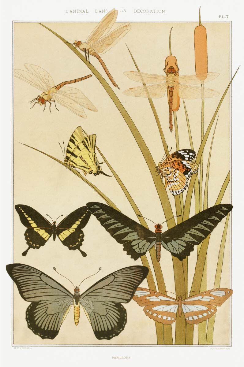 【無料壁紙】モーリス・ピヤール・ベルヌーイ「蝶 (1897)」 / Maurice Pillard Verneuil_Papillons (1897)