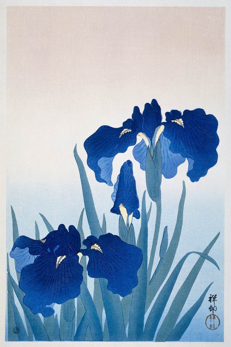 【無料壁紙】小原 古邨「花菖蒲 (1925-1936)」 / Ohara Koson_Iris flowers (1925 – 1936)