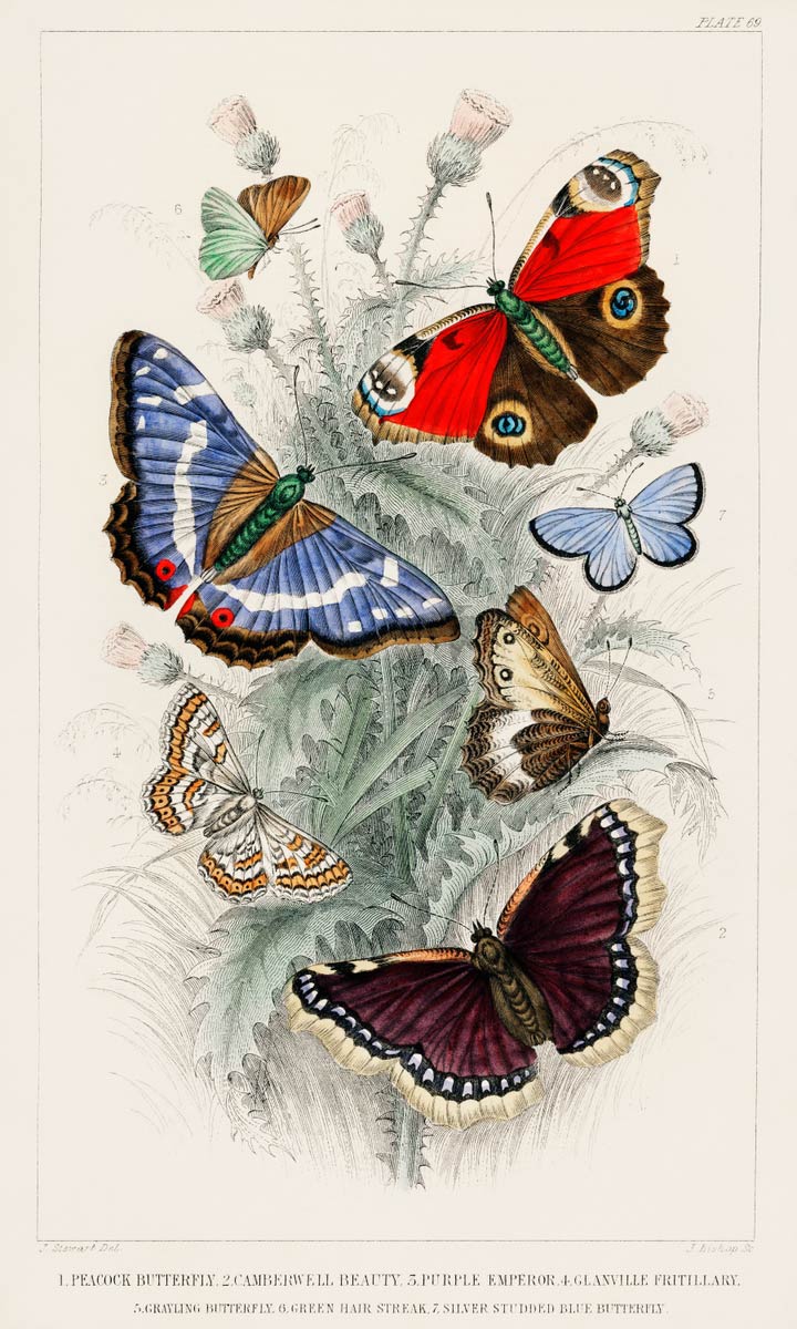【無料壁紙】オリバー・ゴールドスミス_様々な蝶々 / Oliver Goldsmith_Collection of various butterflies-1
