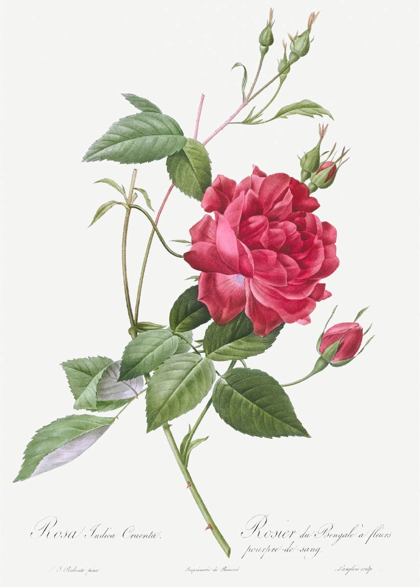 【無料壁紙】ピエール＝ジョゼフ・ルドゥーテ_ロサ・インディカ・クルエンタ / Pierre-Joseph Redouté_Blood-Red Bengal Rose, Rosa indica cruneta