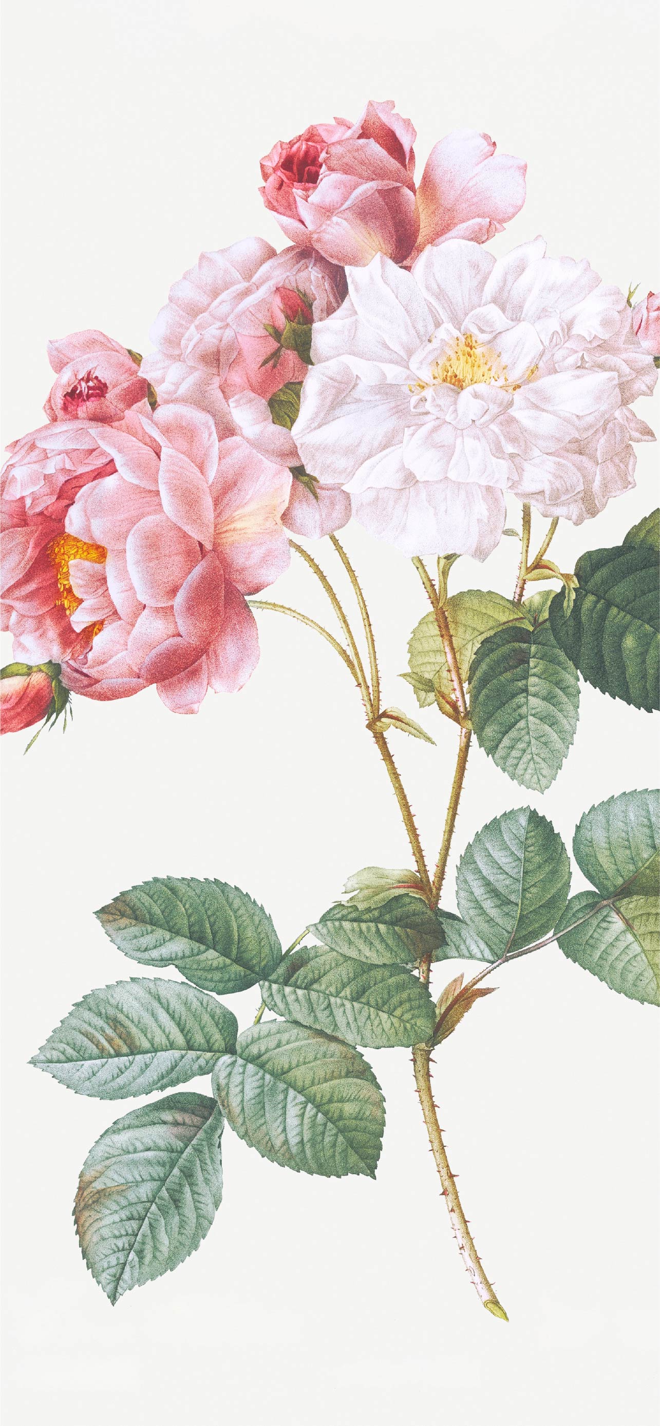 Pierre-Joseph-Redoute_Rosa-×- 
