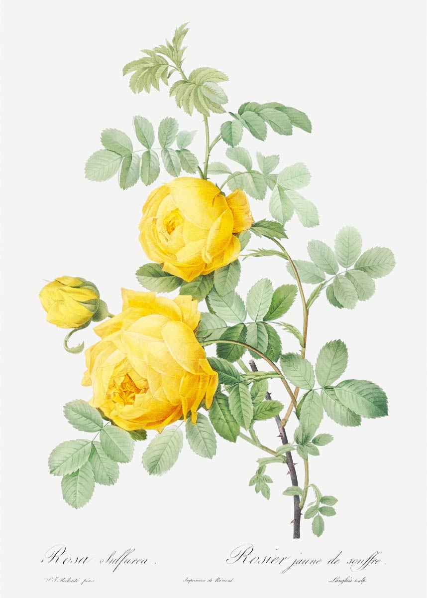 【無料壁紙】ピエール＝ジョゼフ・ルドゥーテ_ロサ・ヘミスファエリカ / Pierre-Joseph Redouté_Rosa hemisphaerica, also known as Yellow Rose of Sulfur (Rosa sulfurea)