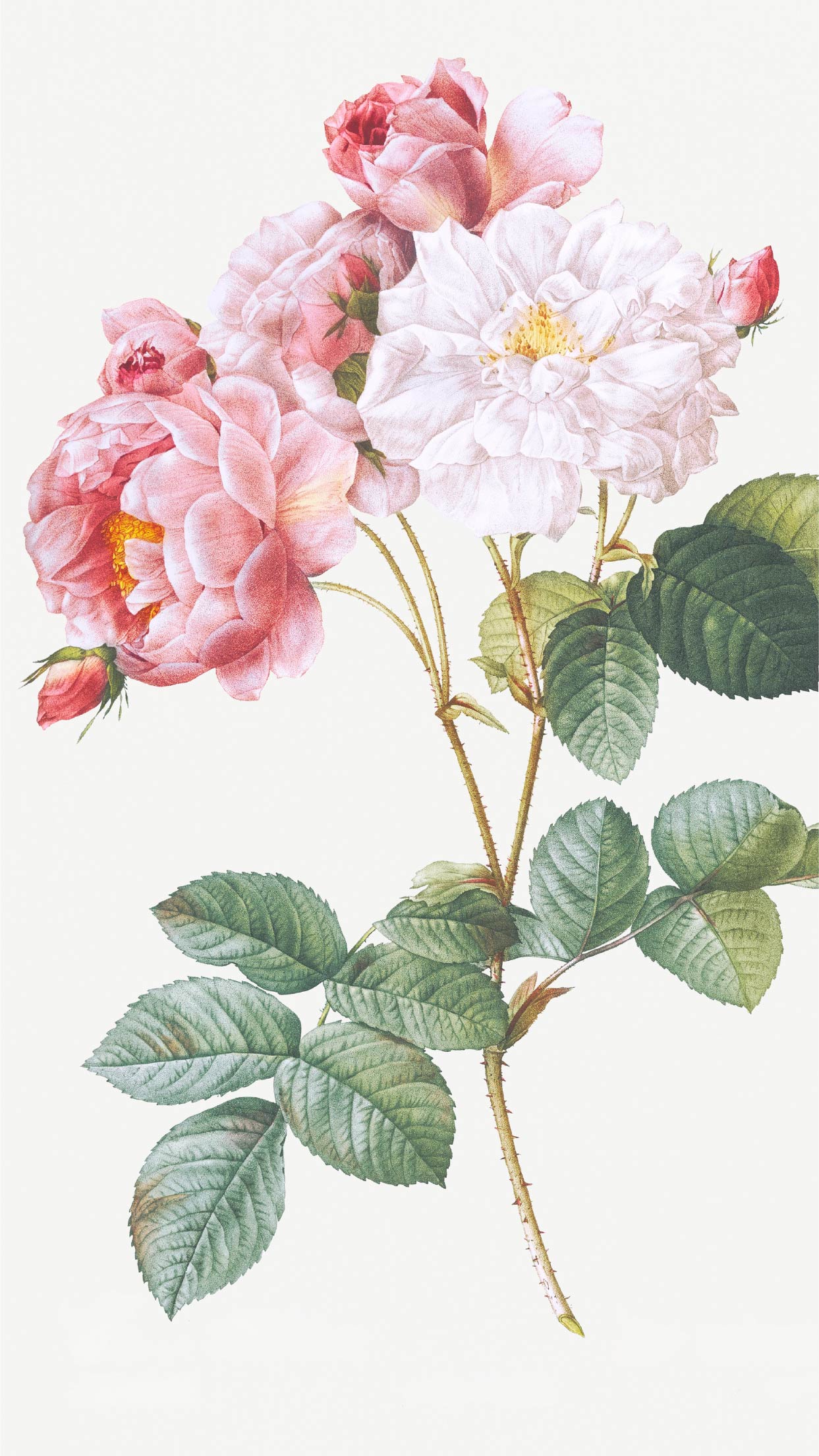 Pierre-Joseph Redout、The Roses78、希少画集画