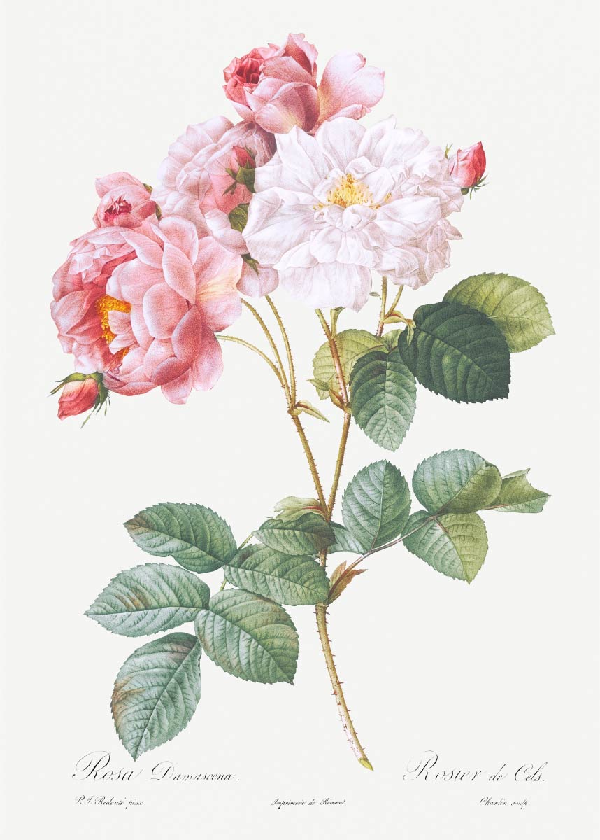 【無料壁紙】ピエール＝ジョゼフ・ルドゥーテ_ロサ・ダマスケナ, ブッシュ・ローズ / Pierre-Joseph Redouté_Rosa × damascena, Rosebush (Rosa damascena)