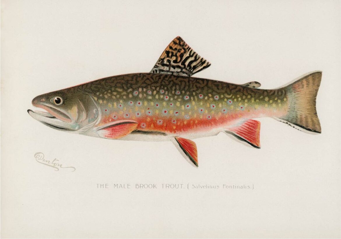 【無料壁紙】シャーマン・F・デントン_カワマス♂ / Sherman F. Denton_Male brook trout (Salvelinus Fontinalis)