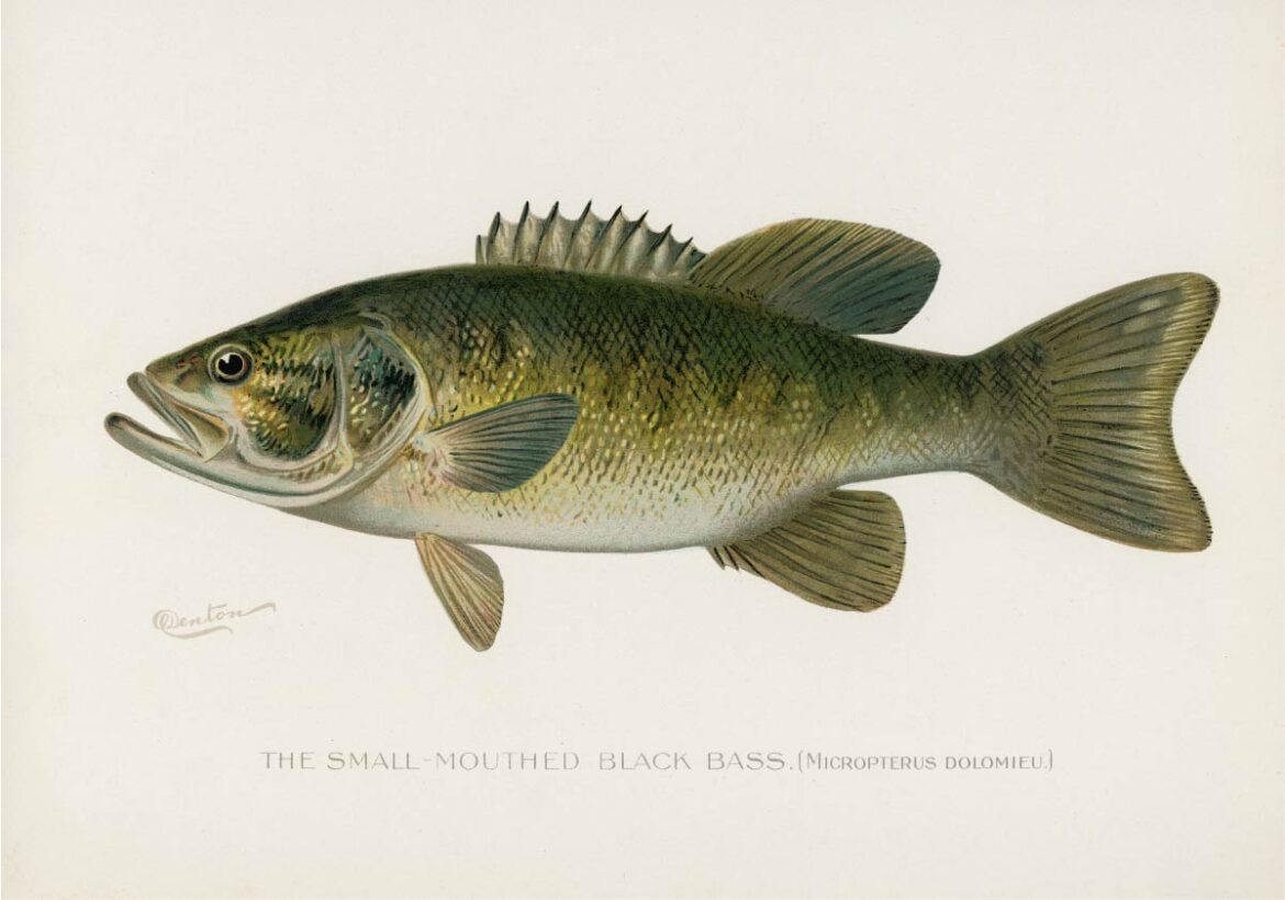 【無料壁紙】シャーマン・F・デントン_コクチバス / Sherman F. Denton_Small-Mouthed Black Bass( Micropterus Dolomieu)