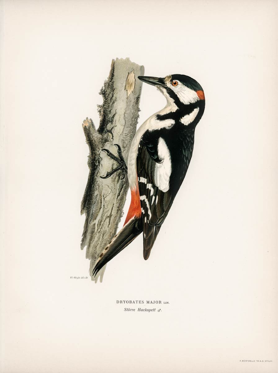 【無料壁紙】フォン・ライト・ブラザーズ「アカゲラ♂」 / Von Wright brothers_Great spotted woodpecker-male (Dryobates major)