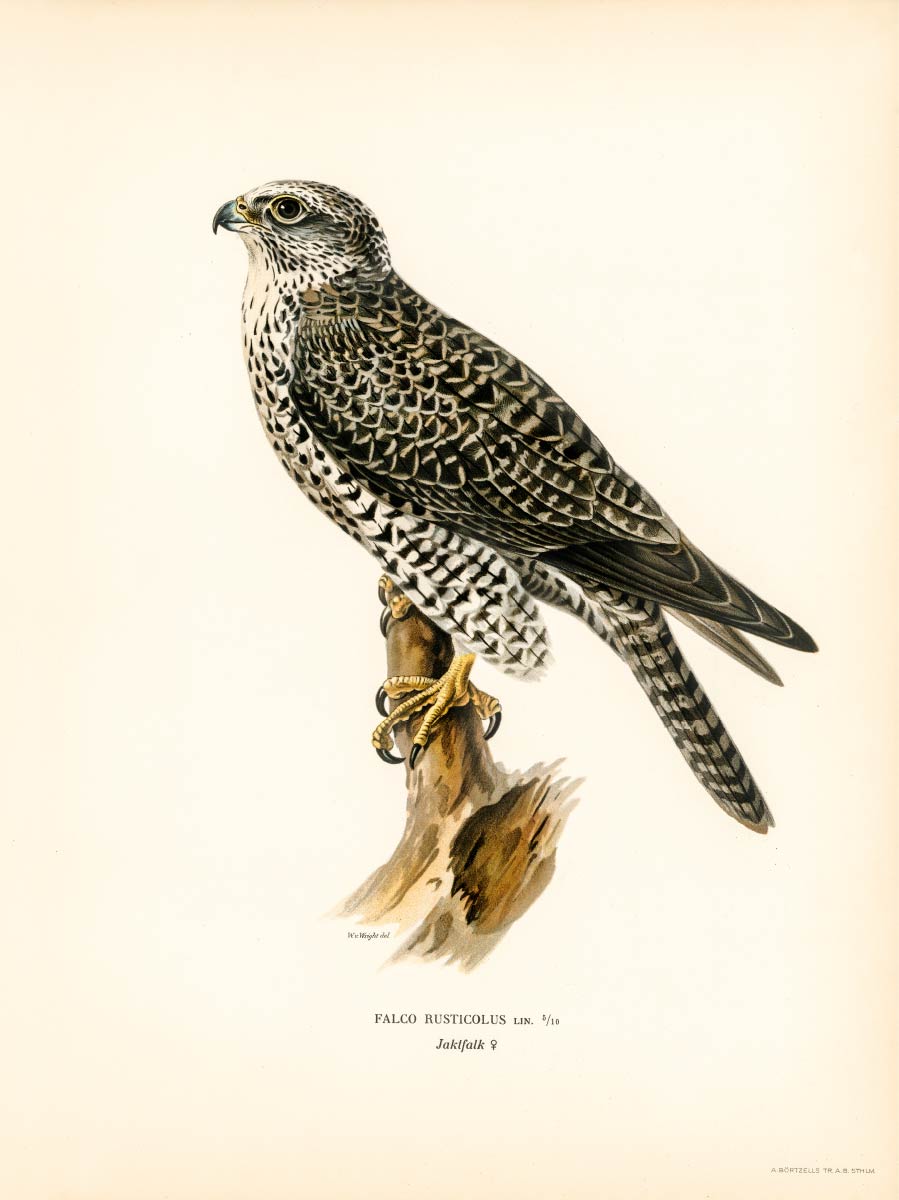 【無料壁紙】フォン・ライト・ブラザーズ「シロハヤブサ♂」 / Von Wright brothers_Gyrfalcon, Gyr Falcon male (Falco rusticolus)