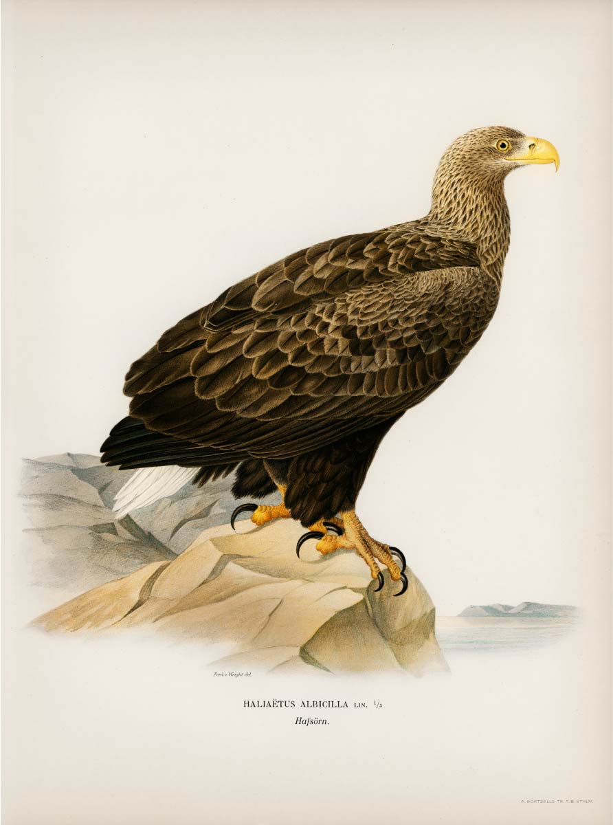【無料壁紙】フォン・ライト・ブラザーズ「オジロワシ」 / Von Wright brothers_White-tailed eagle (Haliaeetus albicilla)