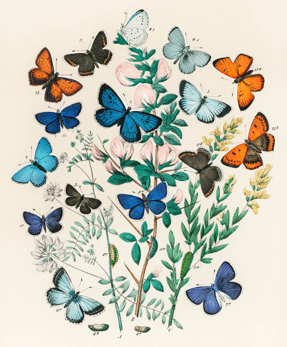 【無料壁紙】ウィリアム・フォーセル・カービー「羽ばたく蝶々の万華鏡-1」 / William Forsell Kirby_A kaleidoscope of fluttering butterflies and caterpillars-1