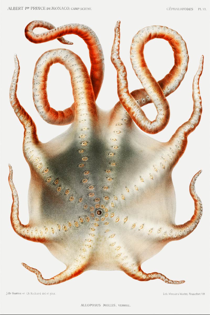 【無料壁紙】アルベール1世 (モナコ公) 「カンテンダコ(7本足のタコ)」 / Albert I (Prince of Monaco)_Alloposus mollis, a seven arm octopus
