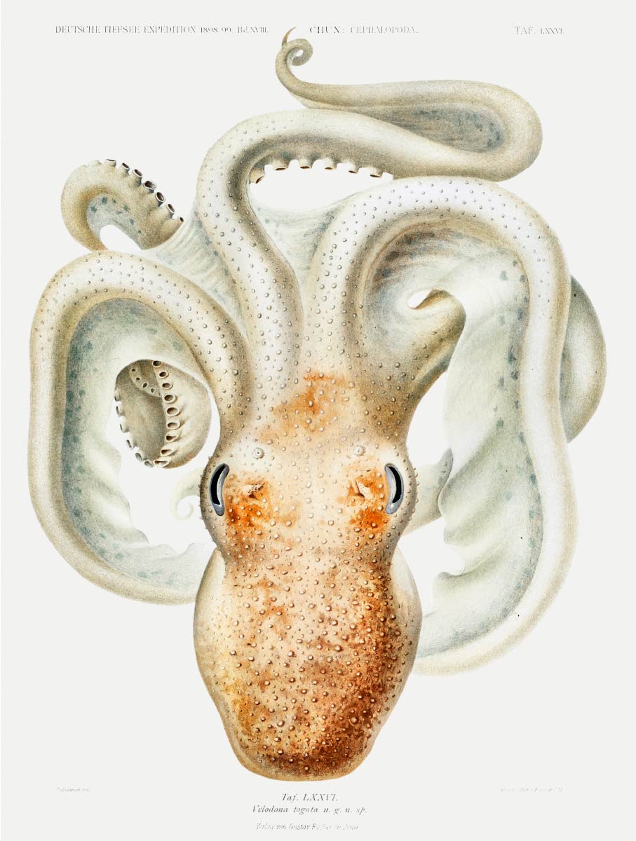 【無料壁紙】カール・チュン「ヴェロドナタコ」 / Carl Chun_Velodona octopus