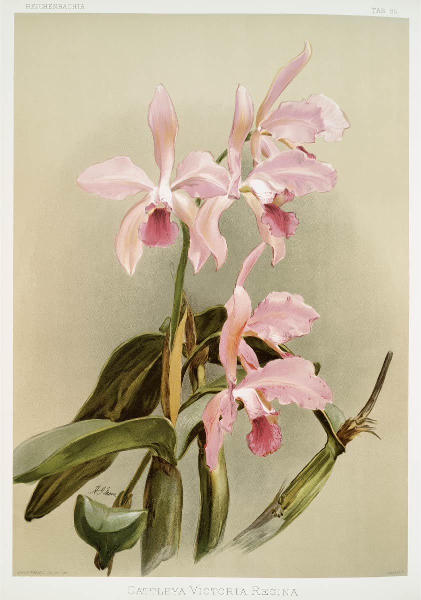 【無料壁紙】フレデリック・サンダー「カトレヤ・ヴィクトリア・レジーナ (1888-1894) 」 / Frederick Sander_Cattleya victoria regina from Reichenbachia Orchids (1888-1894)