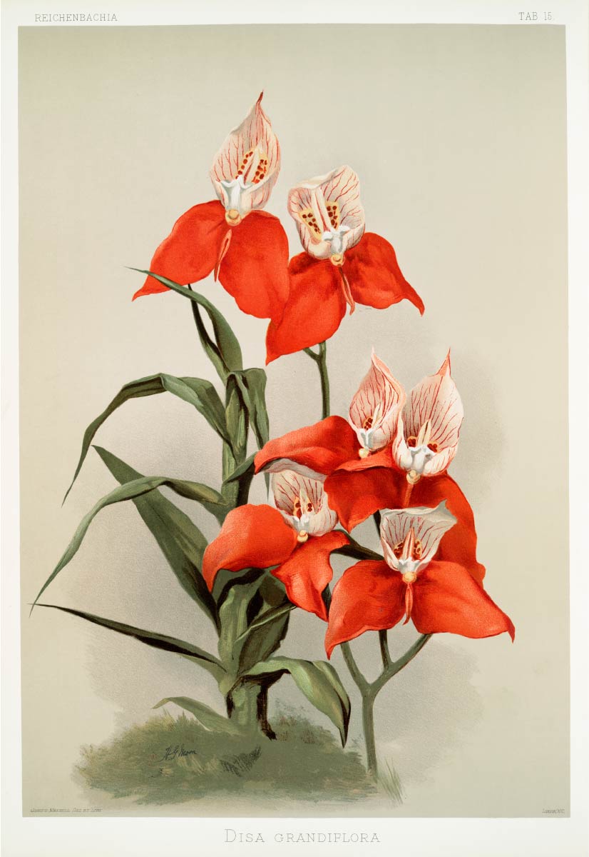 【無料壁紙】フレデリック・サンダー「ディサ・グランディフローラ (1888-1894)」 / Frederick Sander_Disa grandiflora from Reichenbachia Orchids (1888-1894)