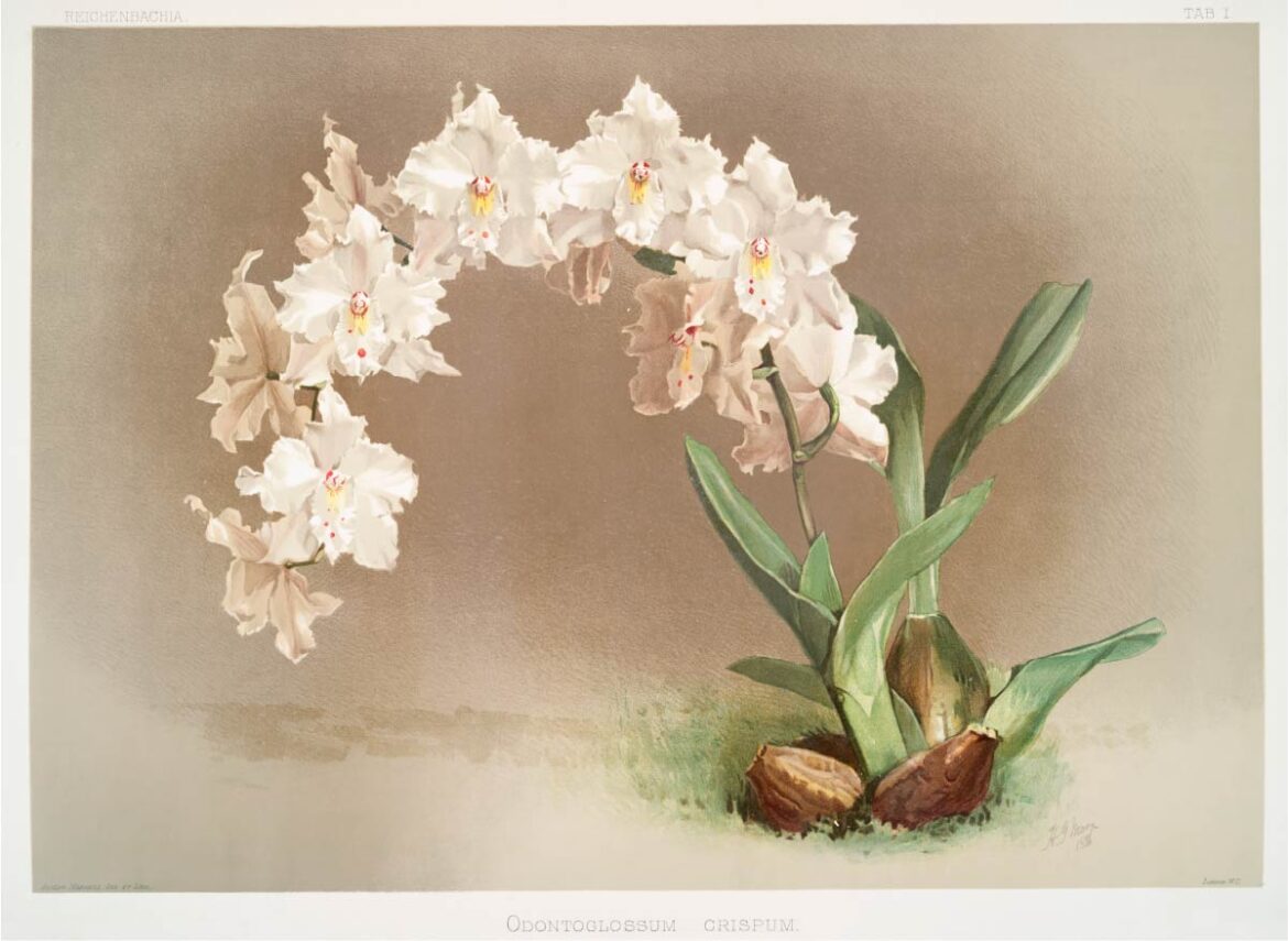 【無料壁紙】フレデリック・サンダー「オドントグロッサム・クリスプム (1888-1894) 」 / Frederick Sander_Odontoglossum crispum from Reichenbachia Orchids (1888-1894)