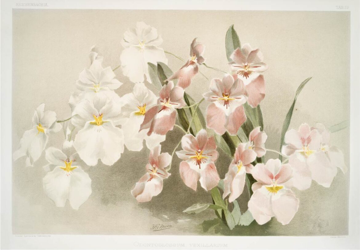 【無料壁紙】フレデリック・サンダー「オドントグロッサム・ベキシラリウム (1888-1894)」 / Frederick Sander_Odontoglossum vexillarium from Reichenbachia Orchids (1888-1894)