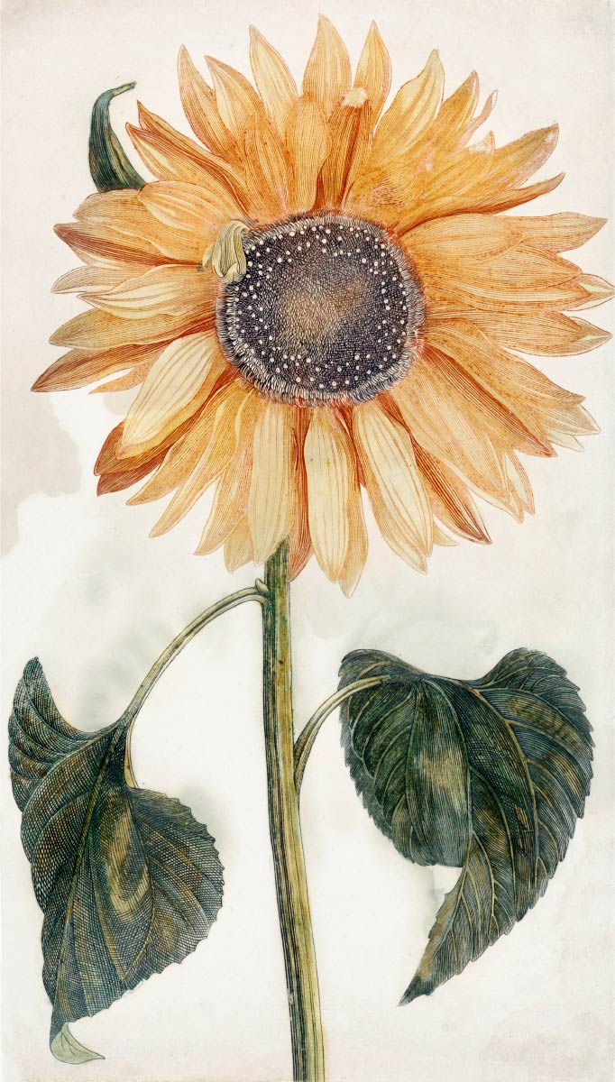 【無料壁紙】ヨハン・テイラー「ヒマワリ」 / Johan Teyler_Sunflower (1688-1698)