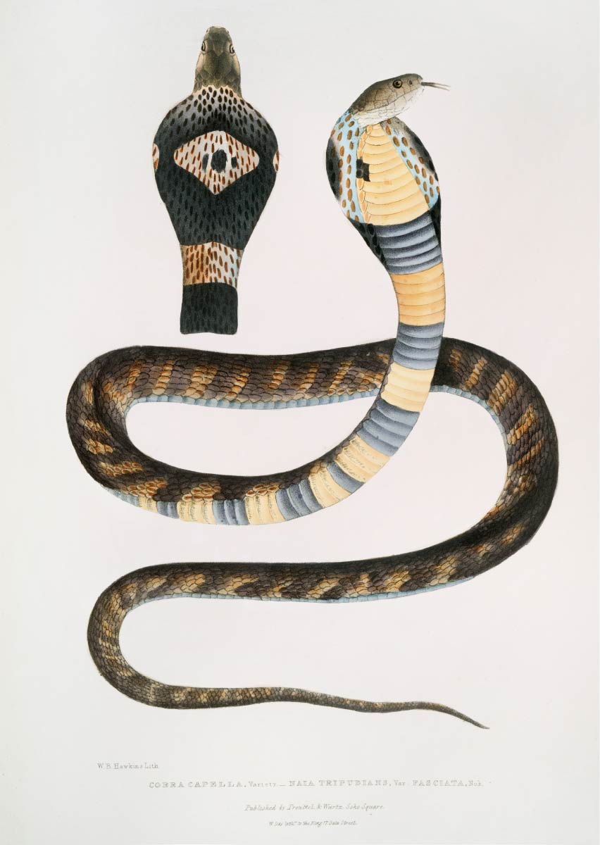 【無料壁紙】ジョン・エドワード・グレイ「縞模様のコブラ-インド動物図鑑 (1830-1834)より」 / John Edward Gray_Banded Cobra Capella (Naia tripudians)-from Indian zoology (1830-1834)