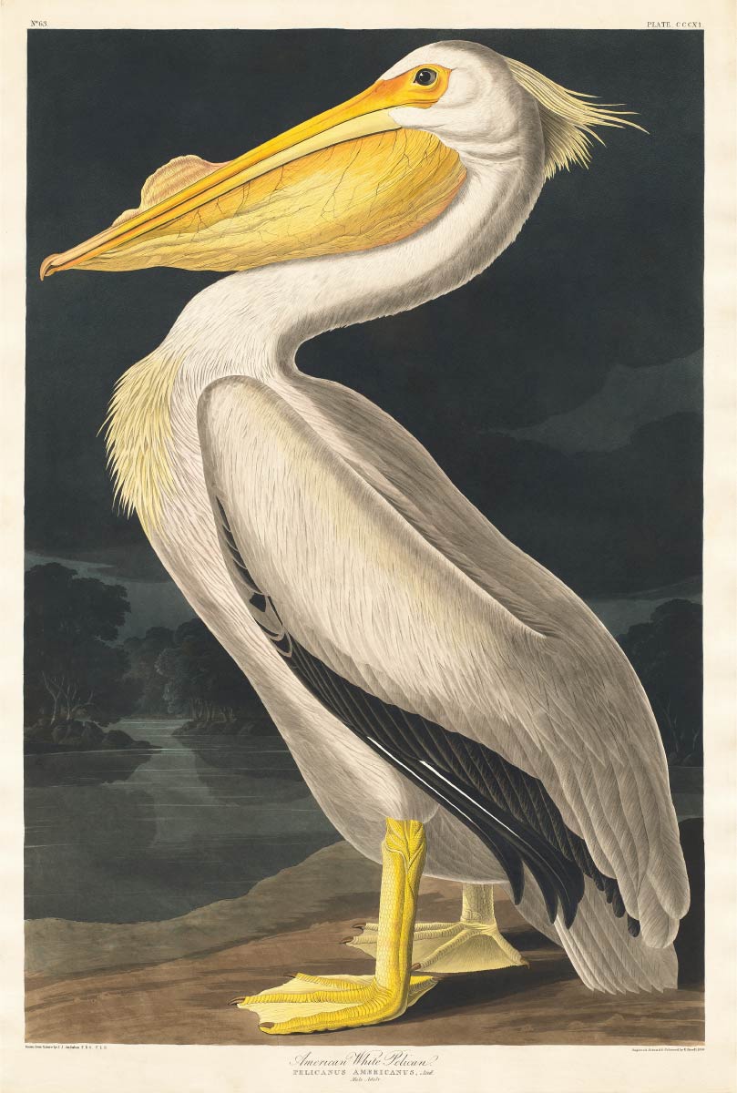 【無料壁紙】ジョン・ジェームズ・オーデュボン「アメリカシロペリカン」 / John James Audubon_American White Pelican from Birds of America (1827)